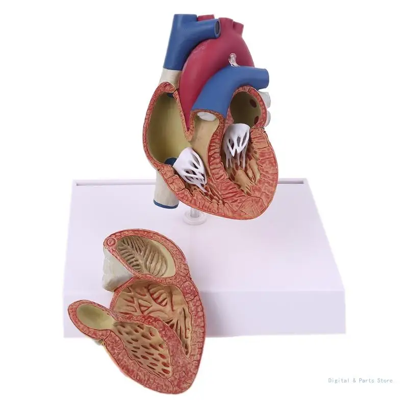 M17F Анатомическая модель человеческого сердца в натуральную величину в разобранном виде для изучения и преподавания