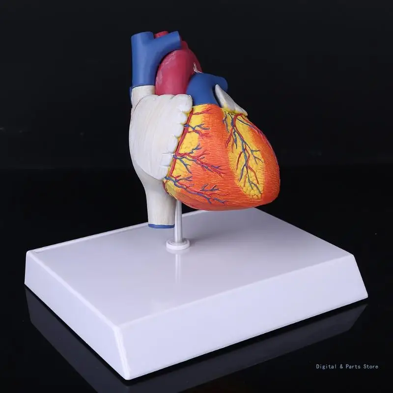 M17F Анатомическая модель человеческого сердца в натуральную величину в разобранном виде для изучения и преподавания