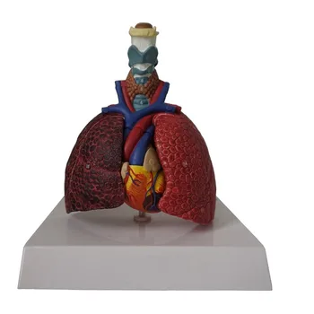 Анатомическая модель человеческого органа в натуральную величину Модель Гортани Сердца Горла легких Материал ПВХ Медицинская Анатомическая модель горла Сердца легких