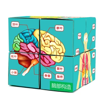 Демонстрационный Инструмент для научного класса Детская Головоломка Анатомия Человека Дисплей Куб Органов Человеческого Тела Куб Для изучения Анатомии человека