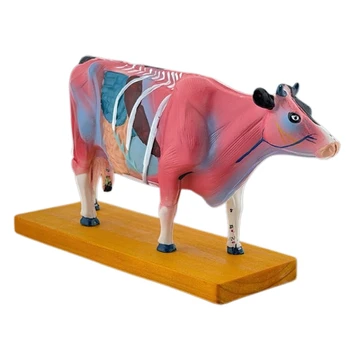 Анатомическая модель крупного рогатого скота Анатомическая модель животного для учебного ветеринарного корабля