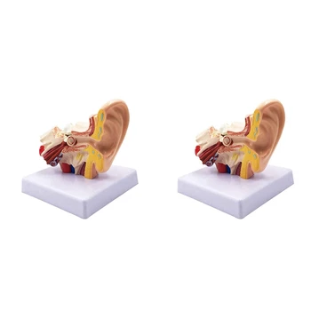 1,5 X Модель анатомии человеческого уха - профессиональная настольная имитационная модель структуры внутреннего уха для обучения