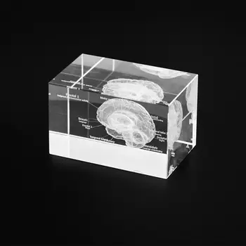 Прозрачный 3D человеческий мозг, портативный Хрустальный куб, Неврологические подарки для дома и офиса
