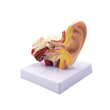 1,5 X Модель анатомии человеческого уха - профессиональная настольная имитационная модель структуры внутреннего уха для обучения